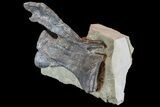 Diplodocus Vertebrae In Sandstone - Impressive Display #77937-3